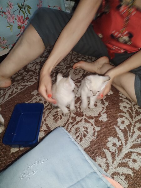 Pisici siameze