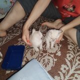 Pisici siameze
